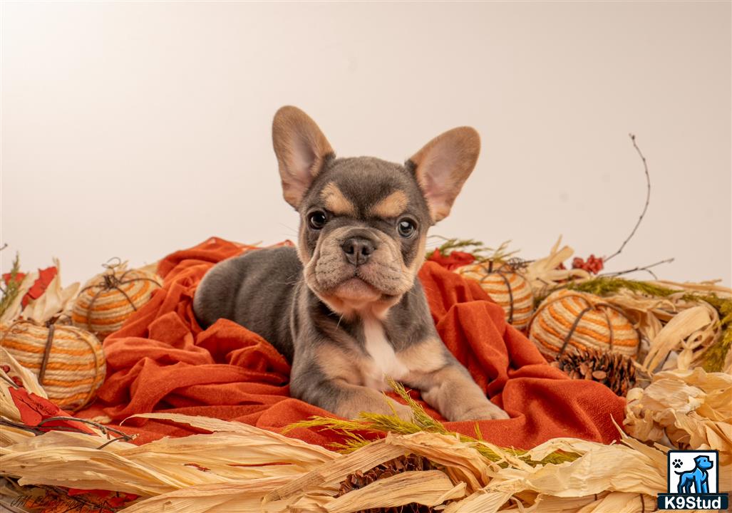 a french bulldog dog sitting on a pile of colorful fabric