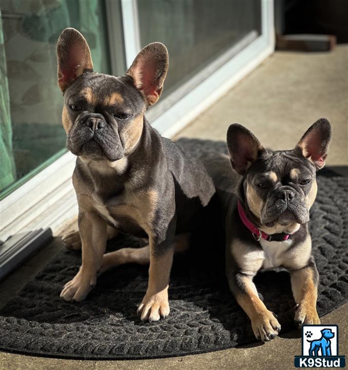 a couple of french bulldog dogs sitting on a rug