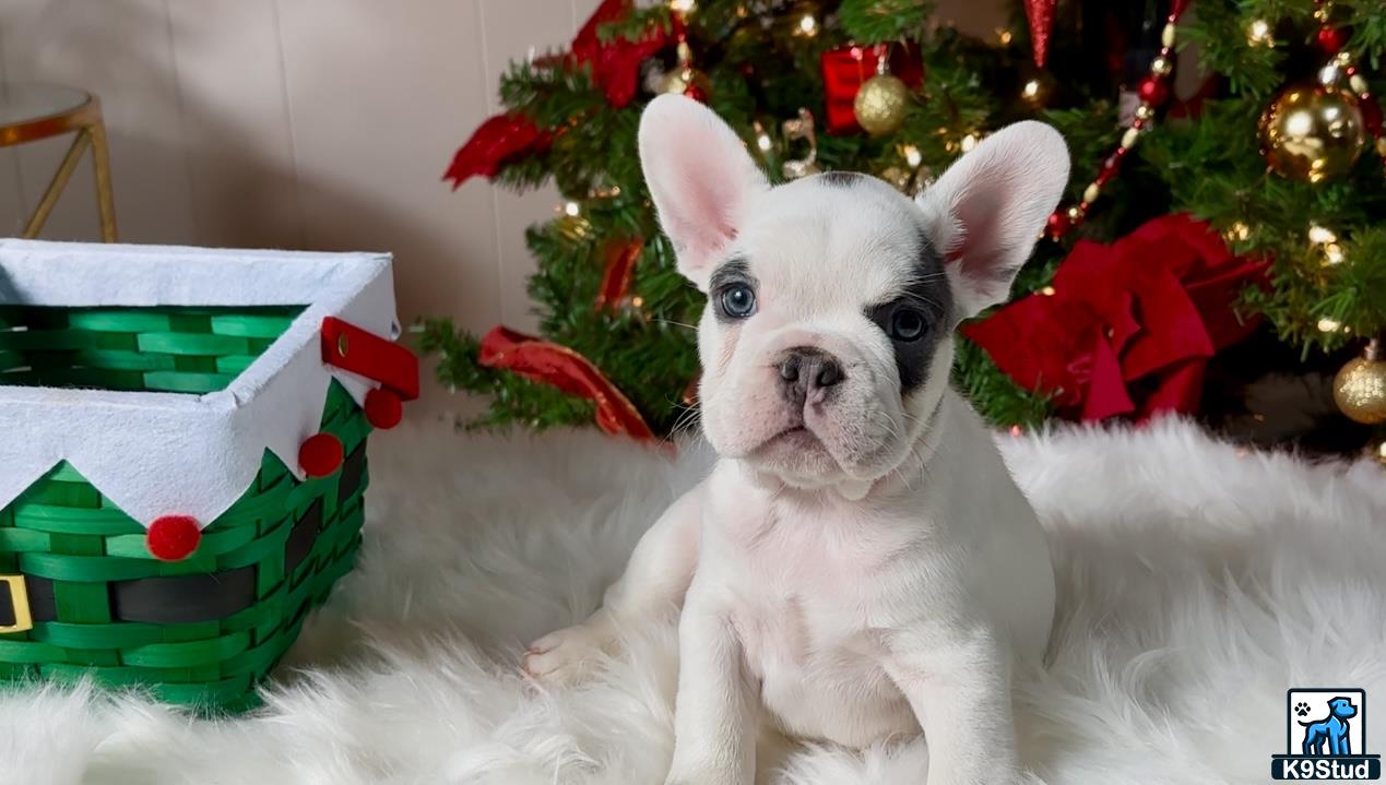 a french bulldog dog wearing a santa hat