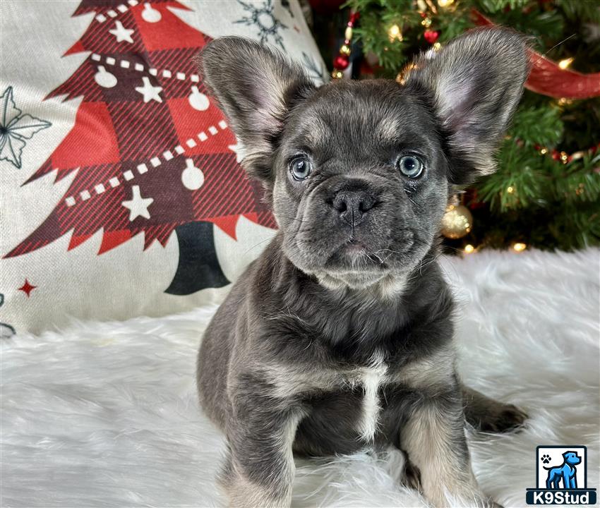 a french bulldog dog sitting in the snow