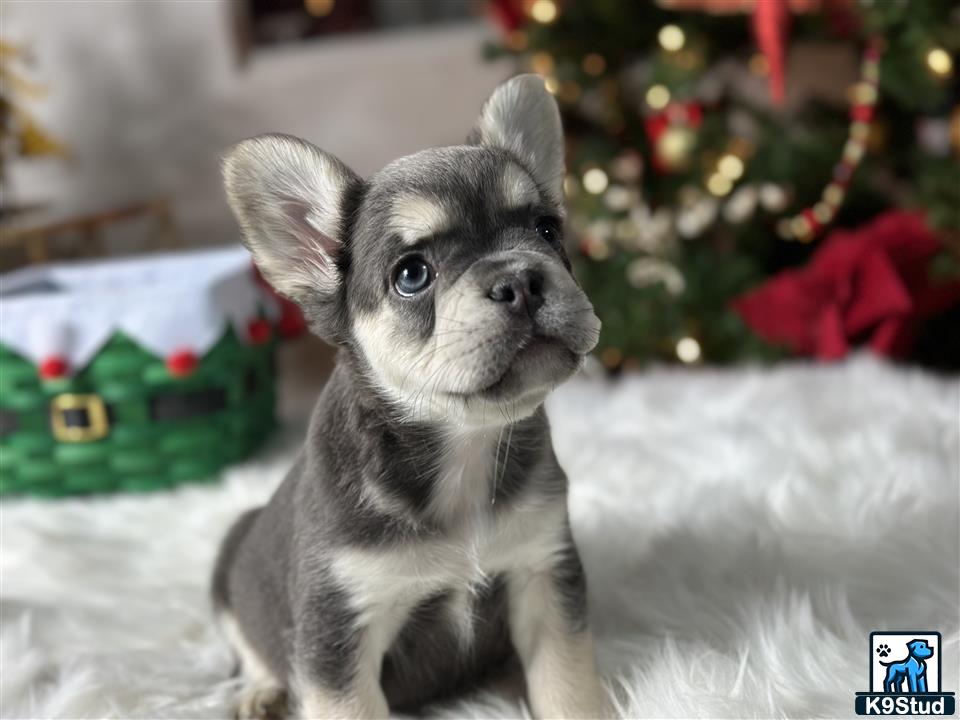 a small french bulldog dog in the snow