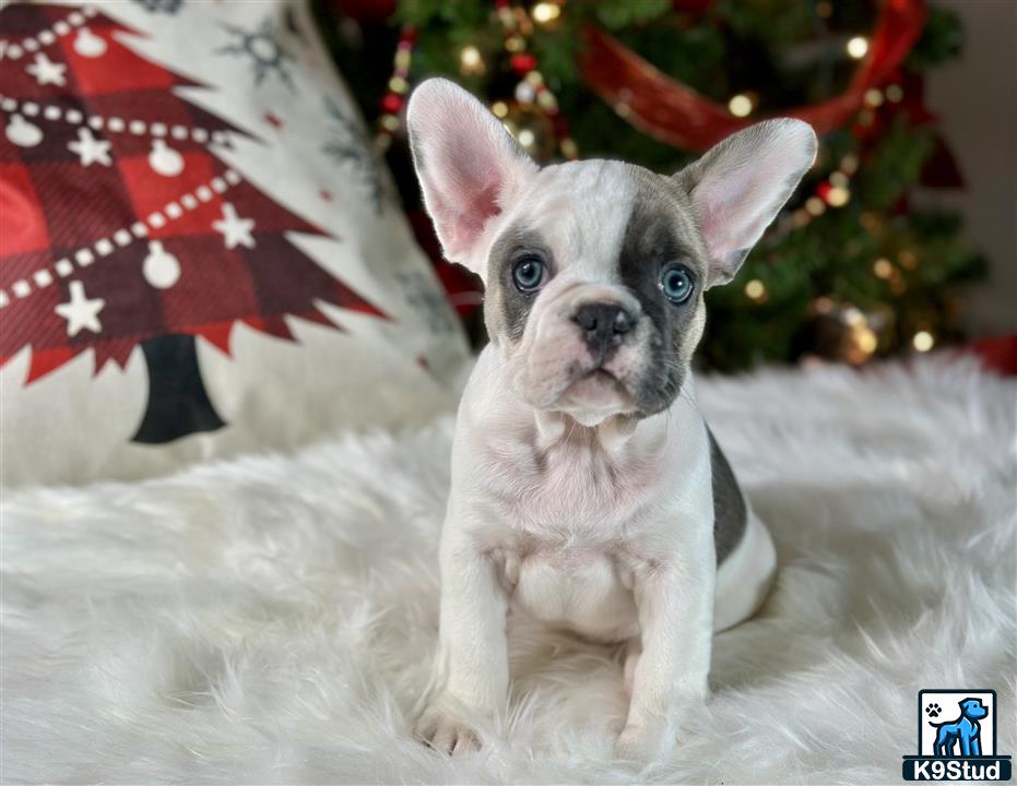 a small french bulldog dog sitting in front of a christmas tree