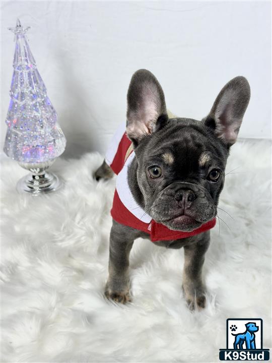 a french bulldog dog wearing a scarf