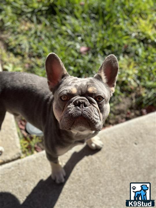 a french bulldog dog standing on a sidewalk