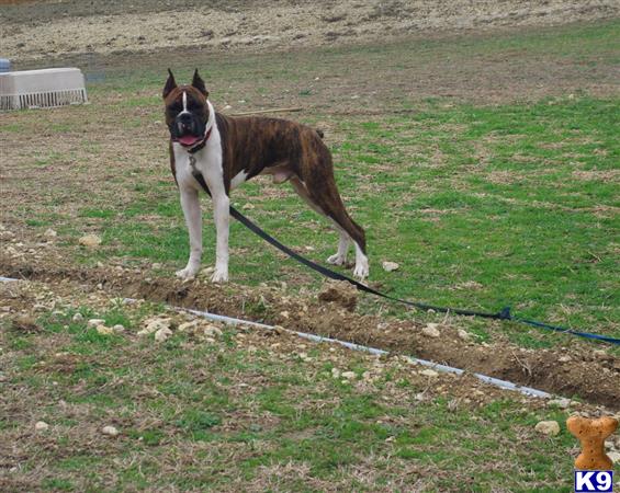 a boxer dog on a leash