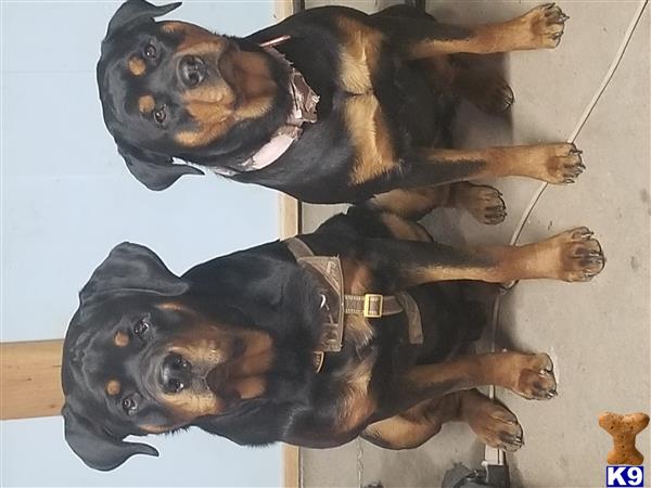 a group of rottweiler dogs