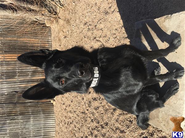 a black german shepherd dog lying on the ground