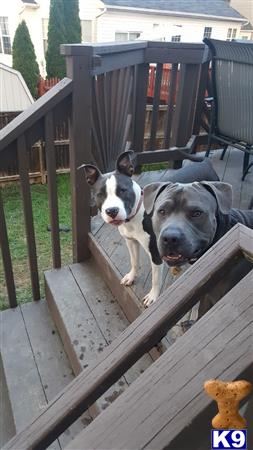 two american pit bull dogs on a porch