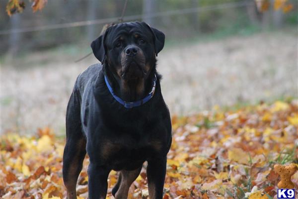 a black rottweiler dog standing in a field of yellow flowers