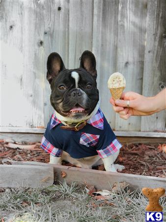 a french bulldog dog wearing a sweater and holding an ice cream cone