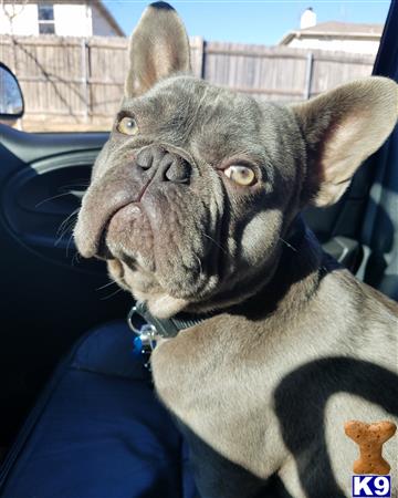 a french bulldog dog with its head tilted