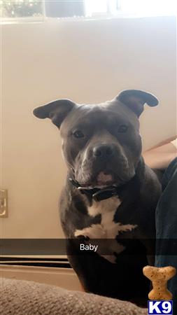 a american bully dog sitting on a couch