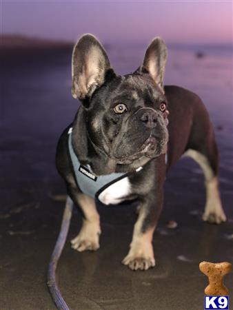 a french bulldog dog with a leash