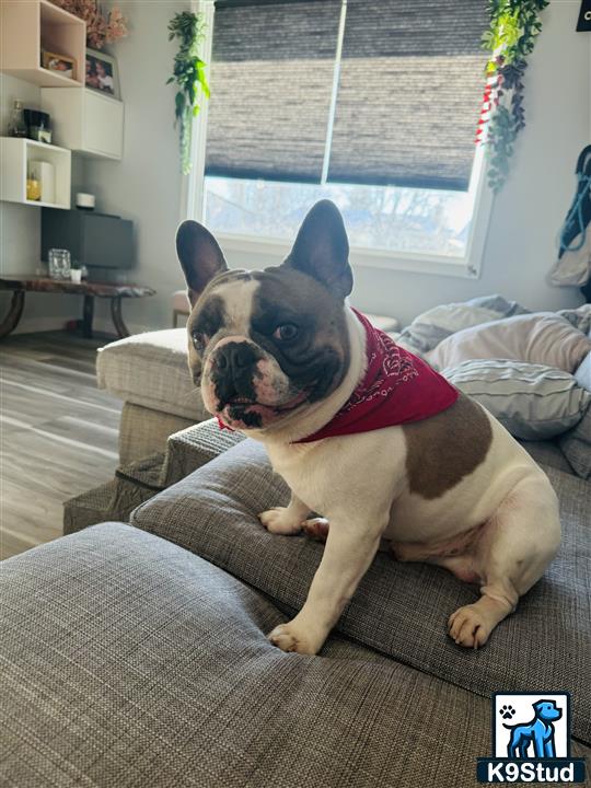 a french bulldog dog wearing a sweater