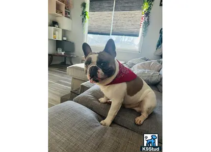 a french bulldog dog wearing a sweater