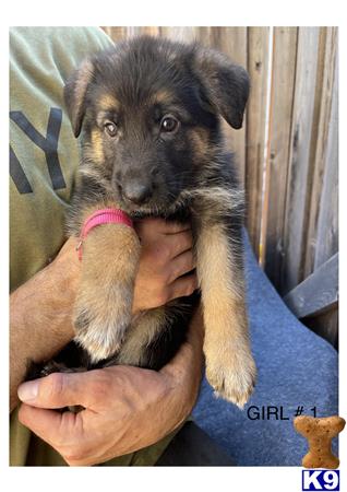 a person holding a german shepherd puppy