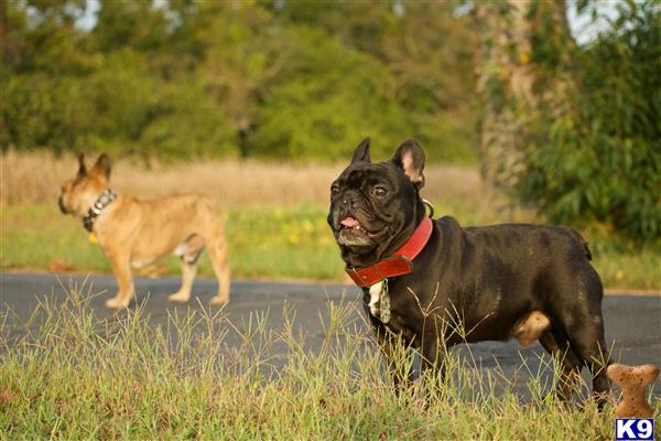a couple of french bulldog dogs running in a field