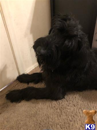 a black giant schnauzer dog sitting on the floor