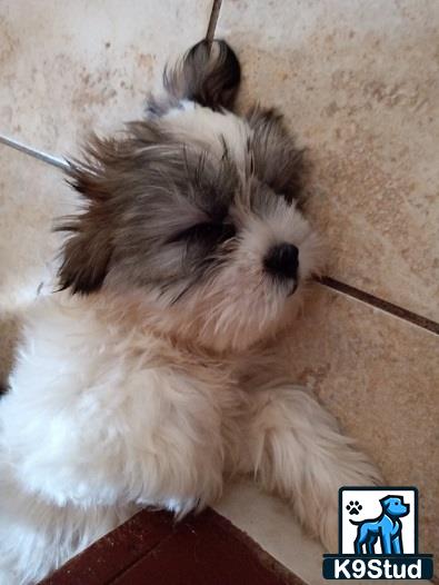 a maltese dog with a stick in its mouth