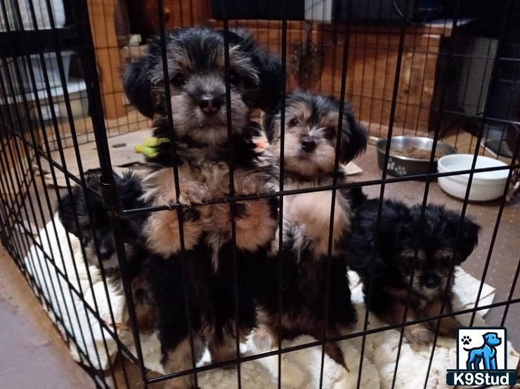 a group of shih tzu puppies in a cage