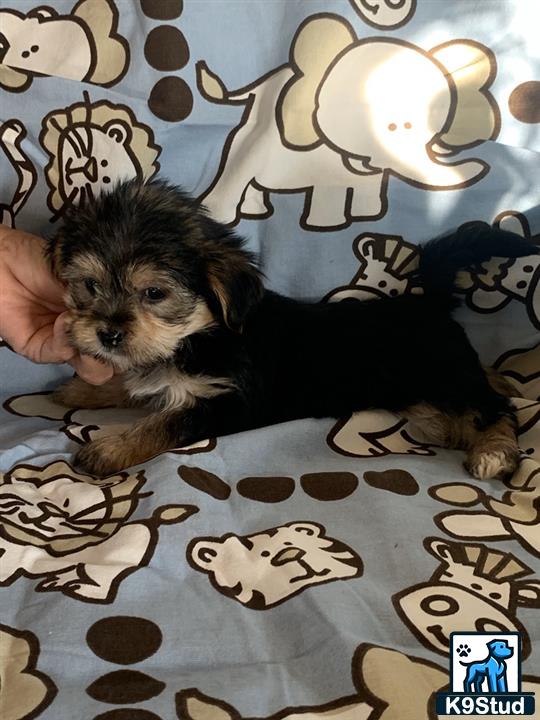 a shih tzu dog lying on a bed