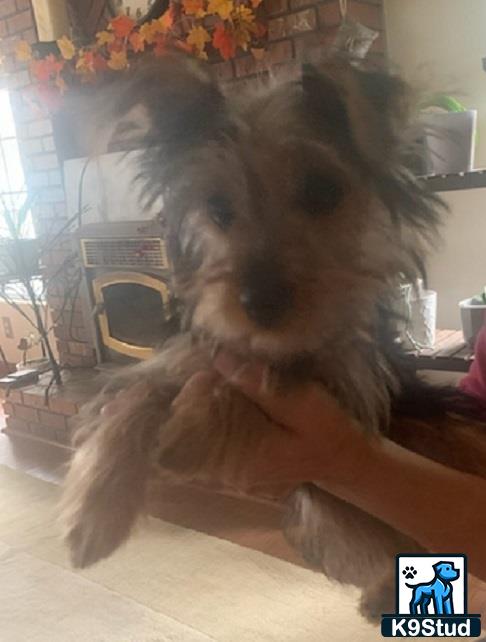 a yorkshire terrier dog sitting on a couch