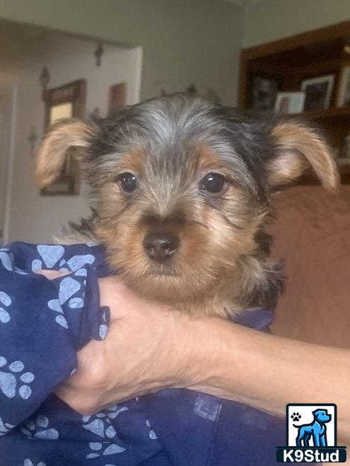 a person holding a yorkshire terrier dog