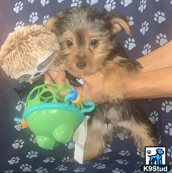 a yorkshire terrier dog holding a toy