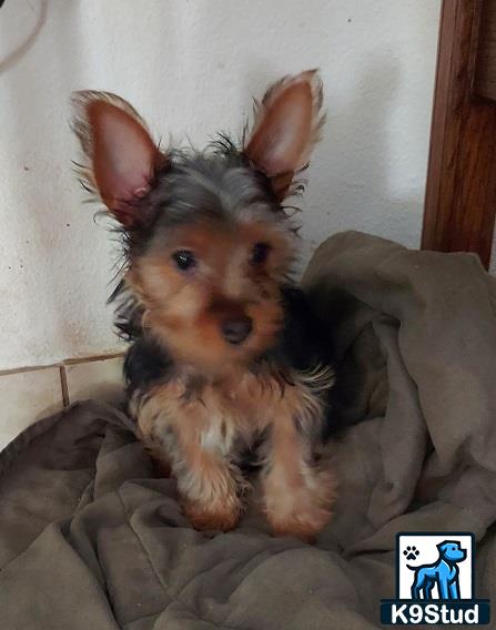 a yorkshire terrier dog sitting on a couch