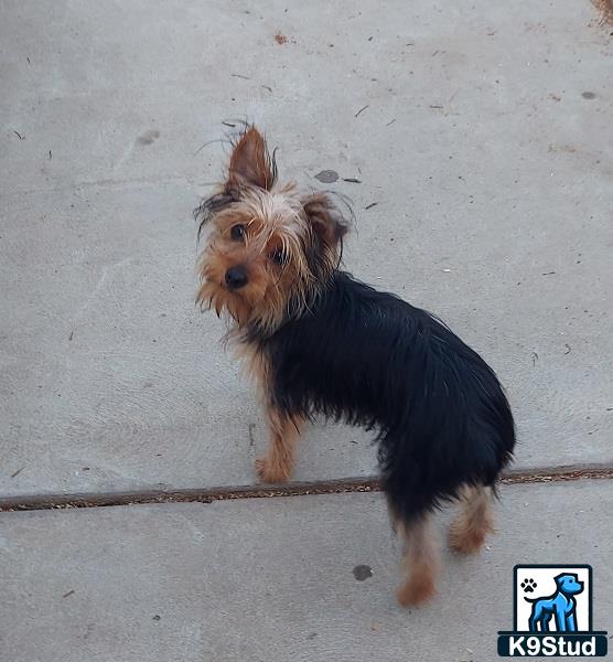 a yorkshire terrier dog standing on a concrete surface