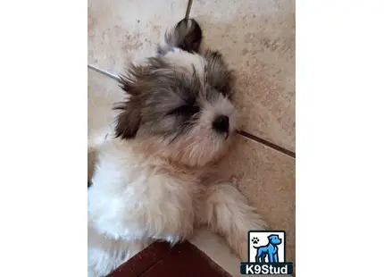 a maltese dog with a stick in its mouth