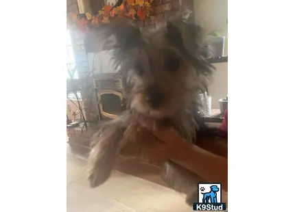 a yorkshire terrier dog sitting on a couch