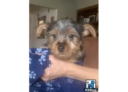 a person holding a yorkshire terrier dog