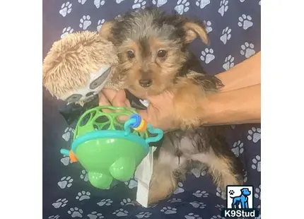 a yorkshire terrier dog holding a toy