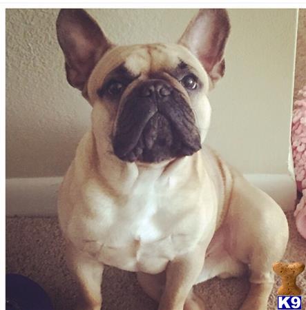 a french bulldog dog sitting on a couch