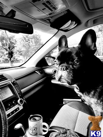 a cat sitting in a car