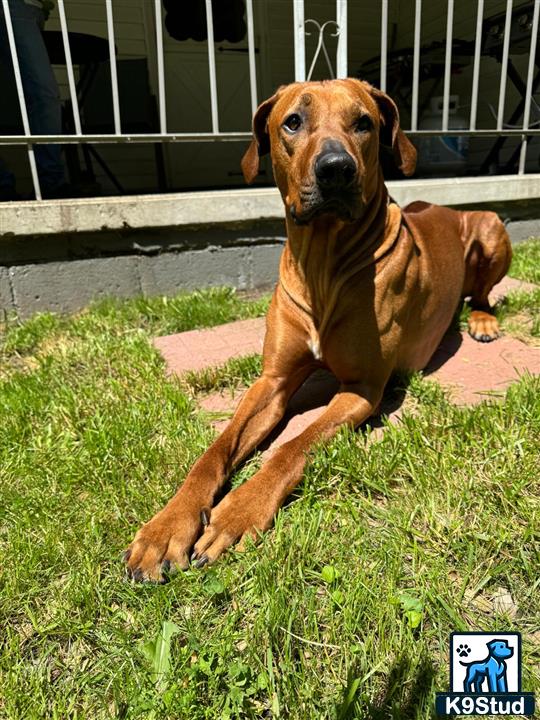 a rhodesian ridgeback dog lying on grass