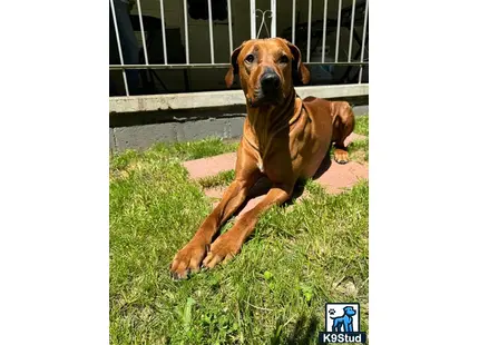 a rhodesian ridgeback dog lying on grass