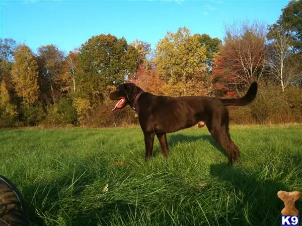 a labrador retriever dog standing in a grassy area