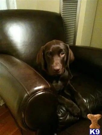 a labrador retriever dog sitting on a leather chair