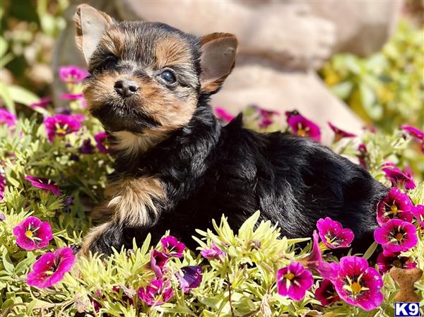 a small yorkshire terrier puppy in a garden