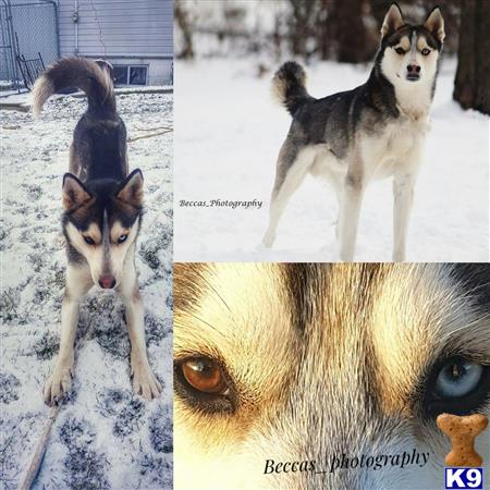 a collage of a siberian husky dog and a cat in the snow