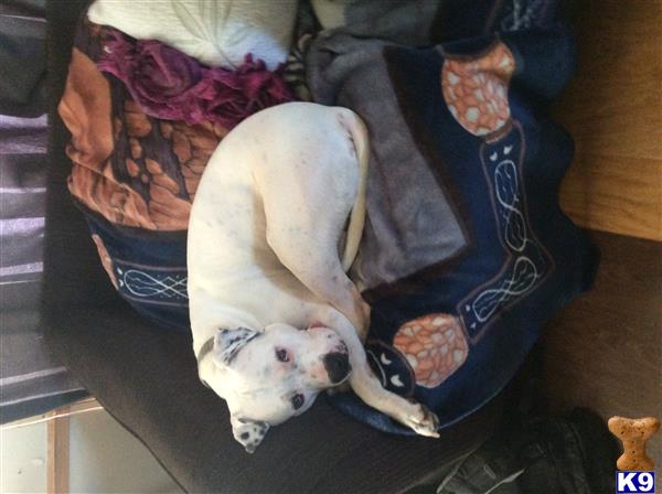 a american pit bull dog lying on a chair