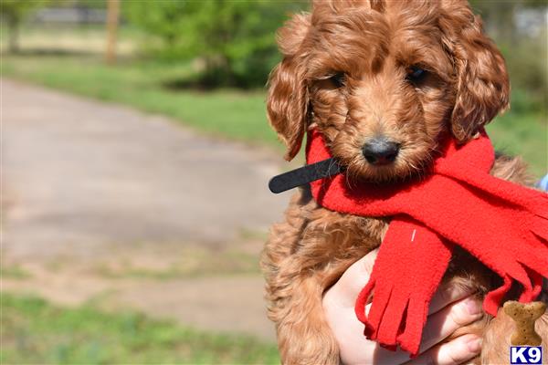 a goldendoodles dog wearing a red coat