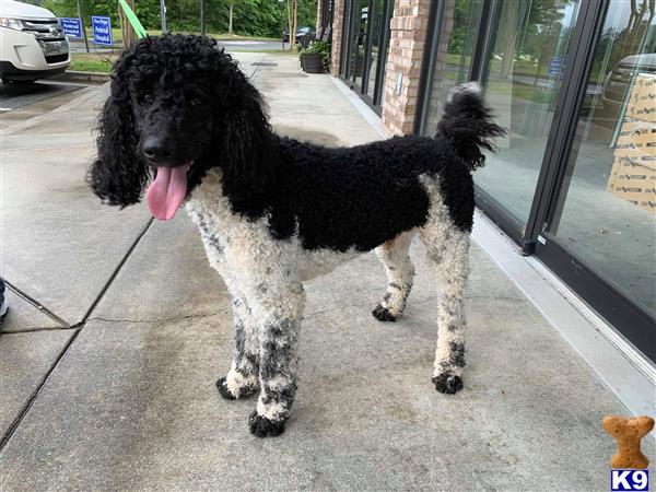 a poodle dog standing outside a building