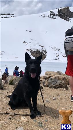 a german shepherd dog sitting on a beach