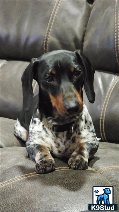 a dachshund dog sitting on a couch