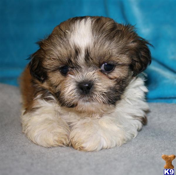 Shih Tzu Puppy for Sale: Shihtzu Puppies for Christmas AKC 13 Years old