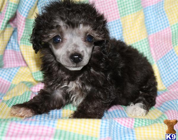 Poodle Puppy for Sale: Toy Poodle Puppy, silver, tiny 13 Years old