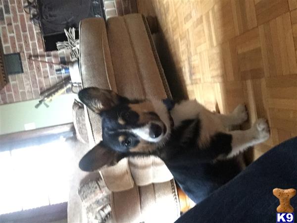 a pembroke welsh corgi dog sitting on a couch